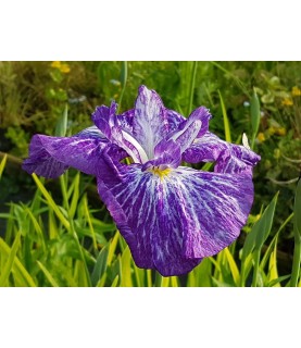 Iris ensata Marmuroa - Kosaciec mieczolistny