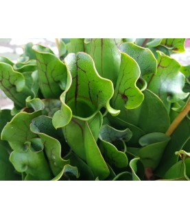 Sarracenia purpurea - Kapturnica purpurowa