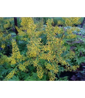 Ligularia tangutica - Języczka tangucka