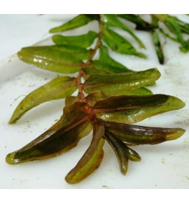 Potamogeton perfoliatus (Rdestnica przeszyta)