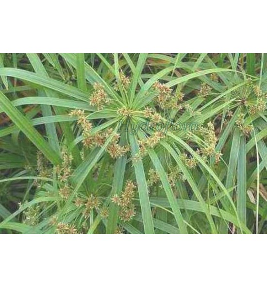 Cyperus involucratus (Cibora zmienna, trawa nilowa "papirus"