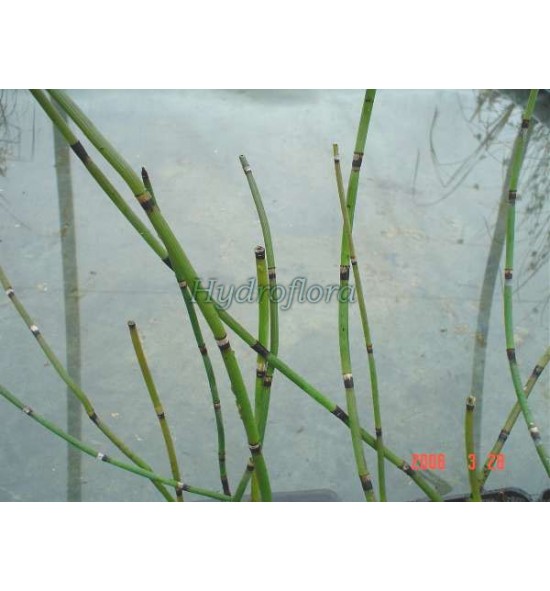 Equisetum hyemale (Skrzyp zimowy)