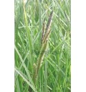 Carex riparia Variegata (Turzyca brzegowa pstra)