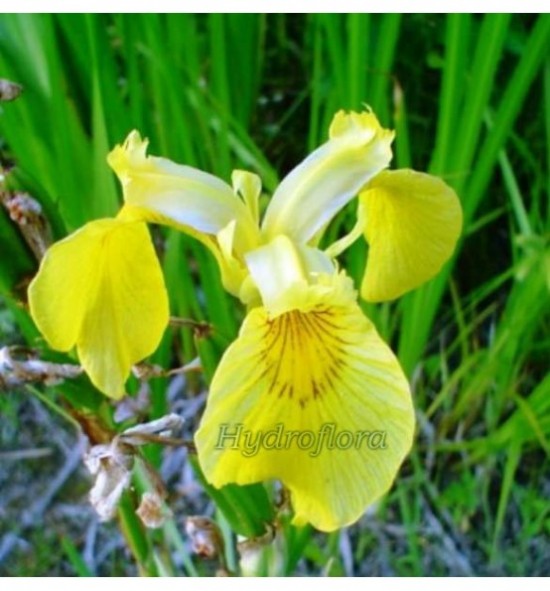 Iris pseudacorus (Kosaciec, Irys żółty)