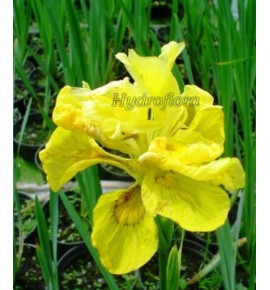 Iris pseudacorus 'Flore pleno (Kosaciec, Irys żółty pełny)