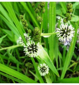 Sparganium erectum (Jeżogłówka gałęzista)