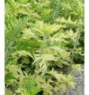 Artemisia vulgaris "Variegata-" (Bylica pstra)