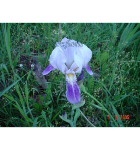 Iris germanica Pandora (Kosaciec, Irys bródkowy)