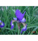 Iris sibirica Cesar Bbrother (Kosaciec, Irys syberyjski)