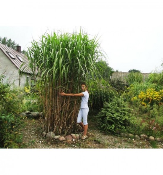 Miscanthus sinensis giganteus (Miskant olbrzymi)