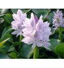 Eichhornia crassipes - (Hiacynt wodny)