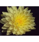 Nymphaea 'Perry's Double Yellow' - Lilia Wodna 'Perry's Double Yellow'
