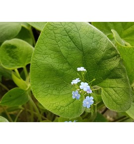 Brunnera macrophylla Brunnera wielkolistna