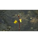 Utricularia vulgaris (Pływacz zwyczajny)