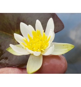 Nymphaea „Pygmaea Alba” Lilia wodna Pygmaea Alba