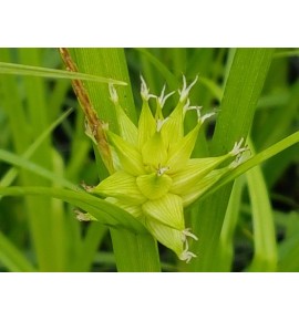 Carex grayi - Turzyca Graya
