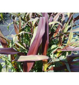 Pennisetum purpureum Rozplenica słoniowa 'Vertigo'