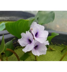 Eichhornia azurea