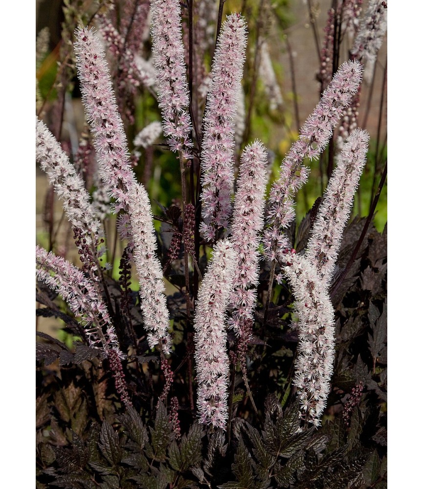 Actaea simplex 'Carbonella' – Świecznica 'Carbonella'