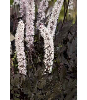 Actaea simplex 'Carbonella' – Świecznica 'Carbonella'